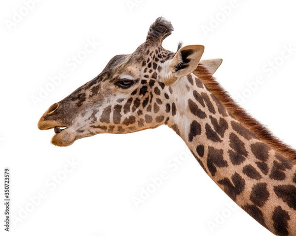 Fototapeta Masai Giraffe Profile Closeup Isolated