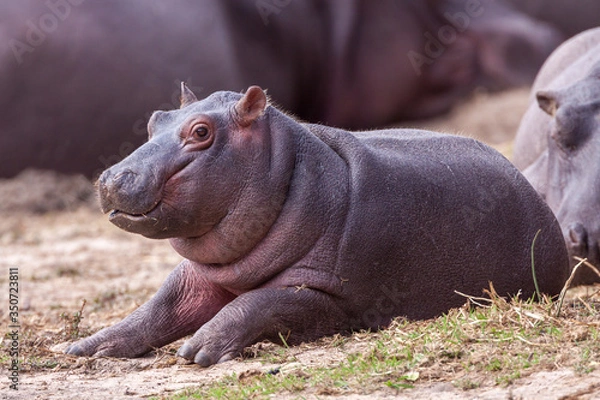 Fototapeta Small baby Hippo lying outside the water Kruger Park South Africa