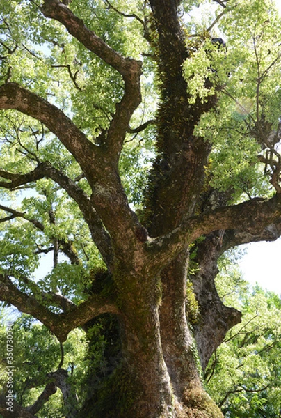 Fototapeta 蒲生神社とクスノキ　鹿児島県蒲生町