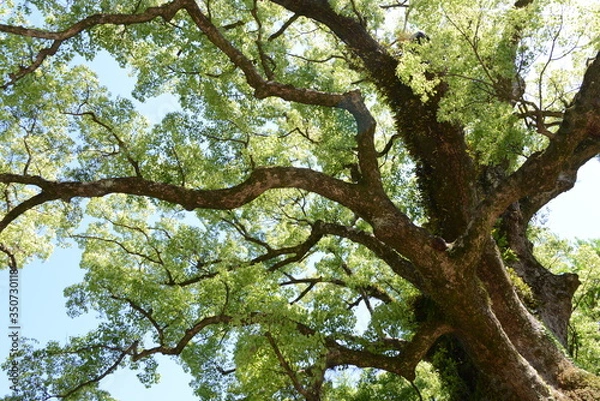 Obraz 蒲生神社とクスノキ　鹿児島県蒲生町