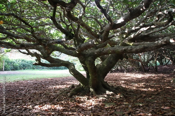 Obraz old tree near the beach