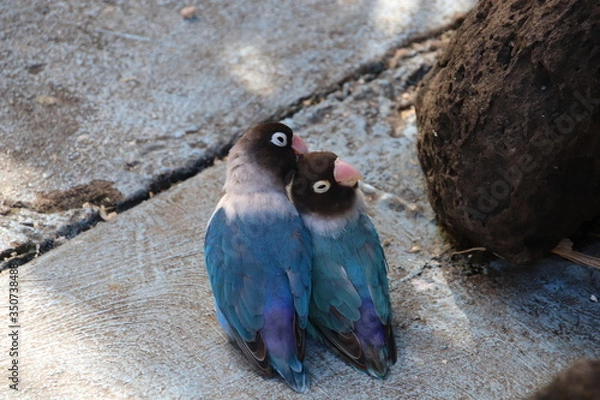 Obraz affectionate birds on a perch