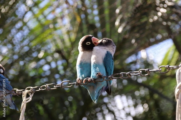 Obraz affectionate birds on a perch