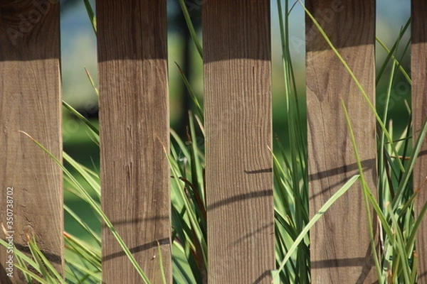 Obraz tall grass behind fence