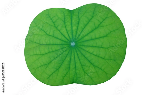 Fototapeta Closeup of single green Lotus leaf isolated on white background, Soft focus
