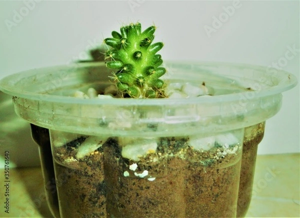 Obraz cactus ecutoriano