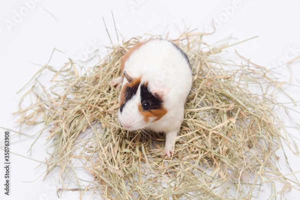 Fototapeta Cute guinea pig with lots of hay, isolated on white background.