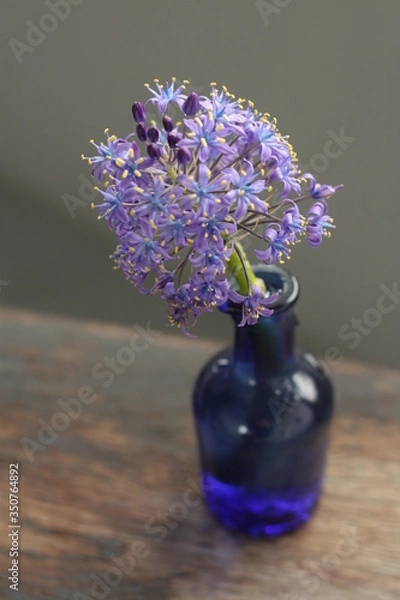 Fototapeta シラー