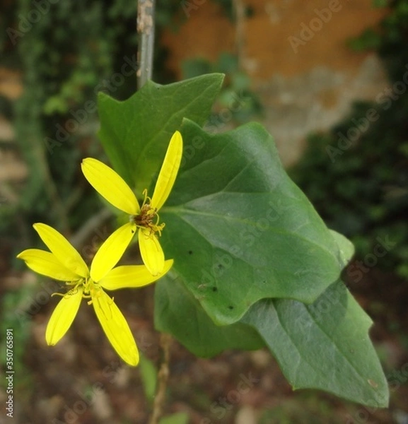 Obraz flor amarilla estrella