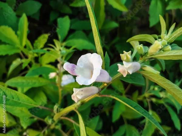 Obraz White sesame flower tree and green background, oil is made from sesame.