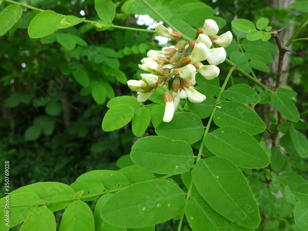 Obraz Black Locust Tree