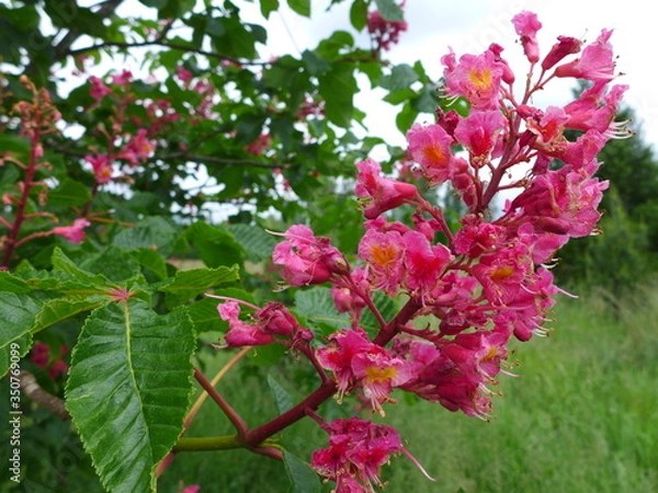 Obraz Red Horse Chestnut Tree in bloom