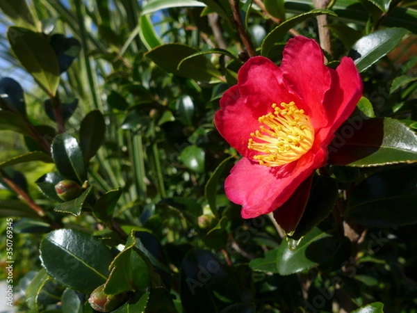 Obraz Camellia Flower