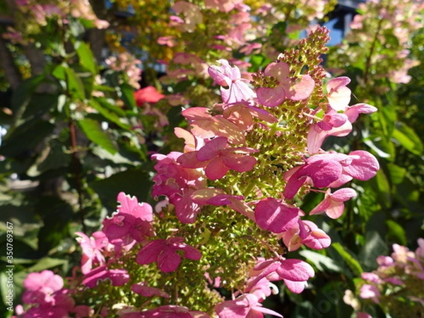 Obraz hydrangea paniculata
