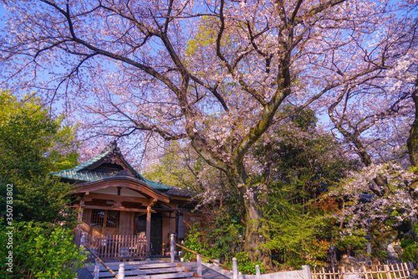 Fototapeta 法明寺（東京都豊島区）の桜