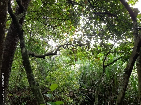 Fototapeta Nature, kerala 