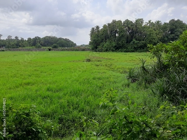 Fototapeta Field by grass