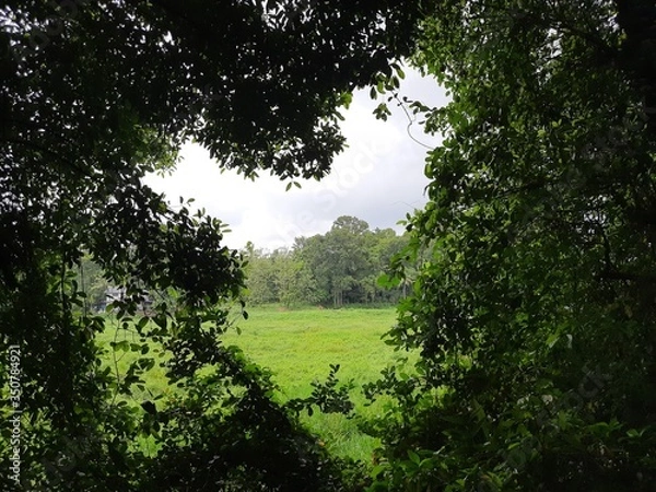 Obraz Nature around the field