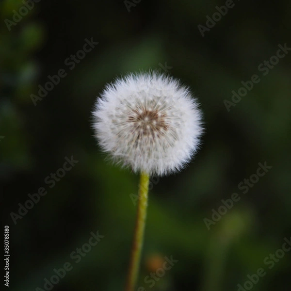 Obraz dandelion seed head