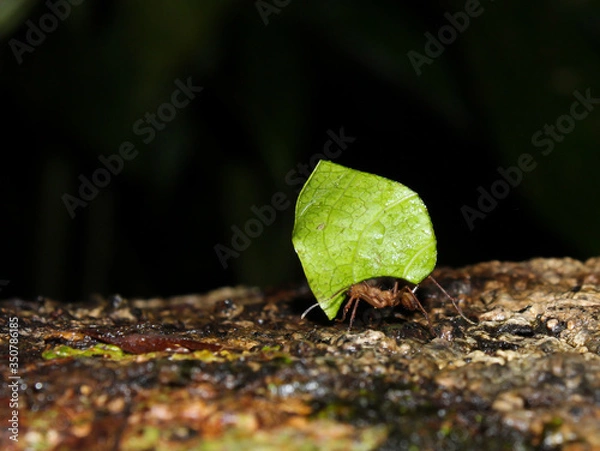 Obraz ant carrying a leaf