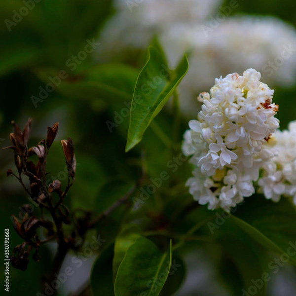 Obraz white lilac