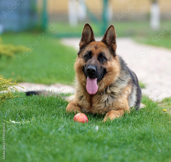 Obraz german shepherd dog