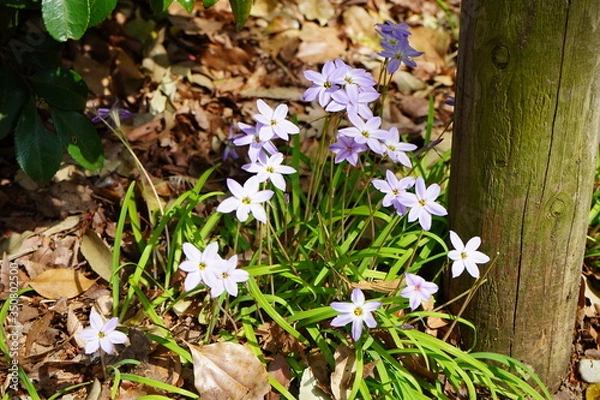 Fototapeta 花韮　ハナニラ　春の花　木陰　公園