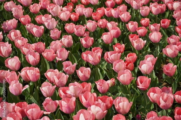 Fototapeta チューリップ　公園　春　群生　満開　花壇