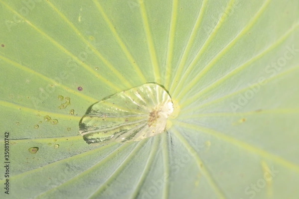 Fototapeta 蓮の葉