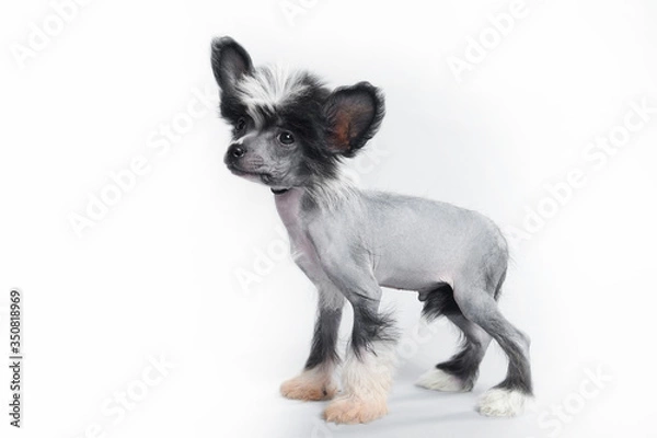 Obraz black and white dog