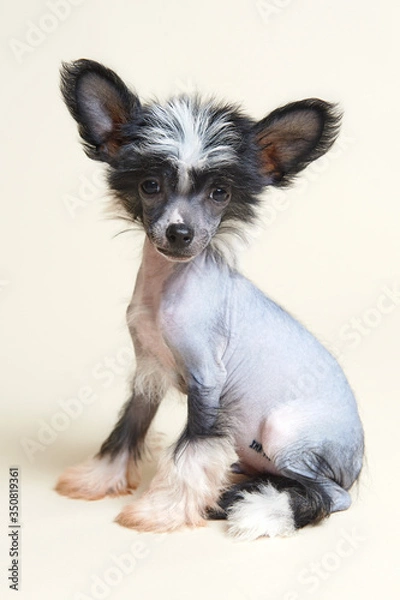 Obraz black and white dog