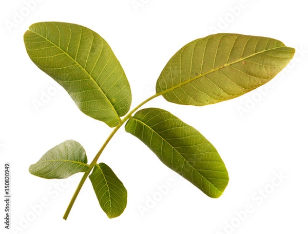 Fototapeta walnut branch with green leaves on a white background