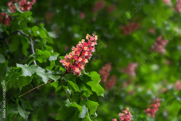 Fototapeta Red chestnut blossoming tree in spring on blurred natural background. Aesculus carnea pavia beautiful colorful flowers. Close-up, shallow depth of field, copy space