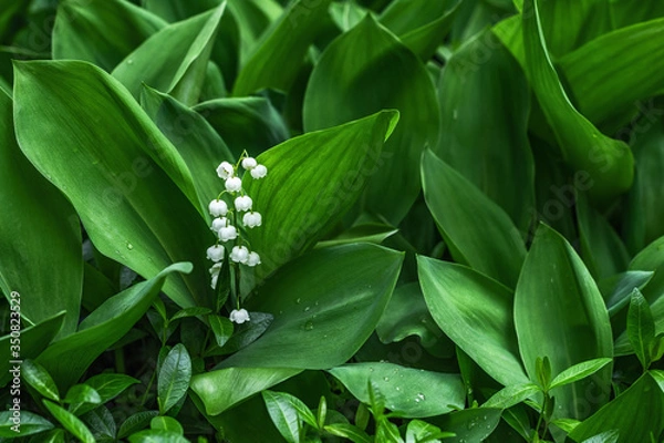 Fototapeta Lily of the valley flower. Convallaria majalis. Spring background