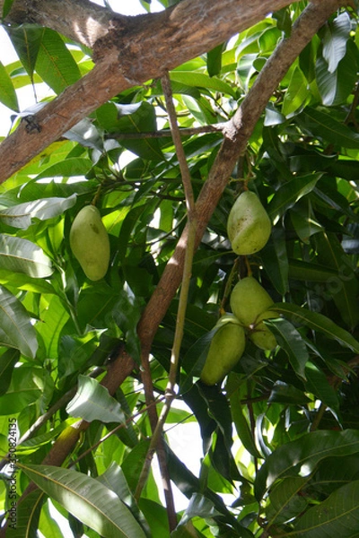 Fototapeta closeup of ripening mango in the shadows