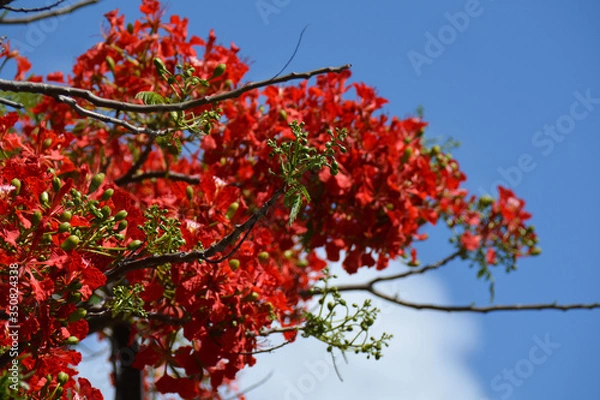 Fototapeta red flame flowers over the cloudy sky