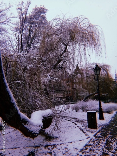 Obraz Snow covered trees in winter park. 