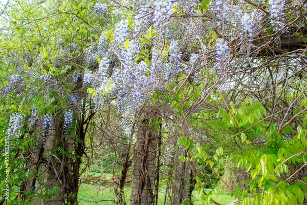 Obraz Wisteria is a genus of tall tree-like twigs of subtropical plants from the legume family with large tassels of fragrant lilac flowers. Landscaping.