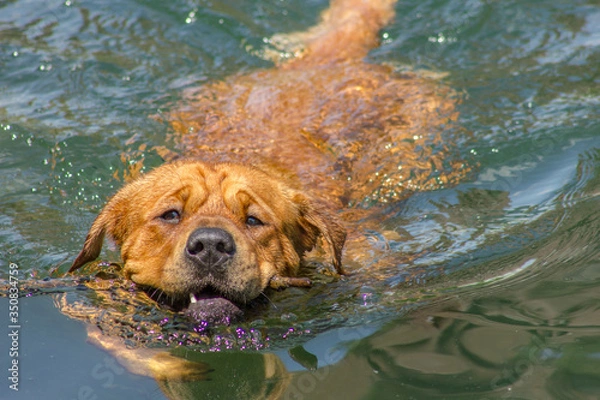 Obraz dog in water