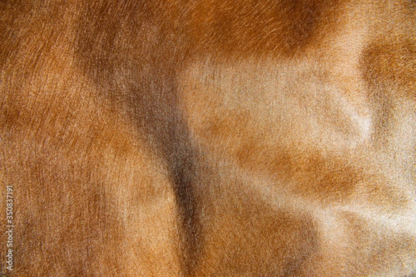 Obraz 毛皮の表面