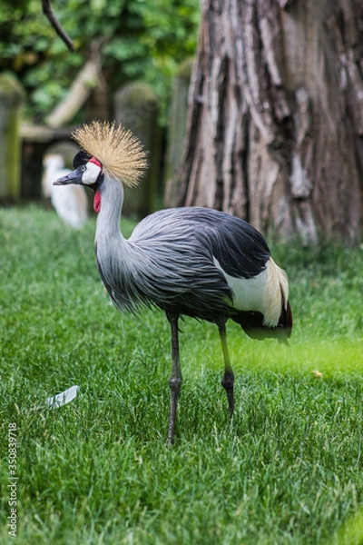 Obraz grey crowned crane