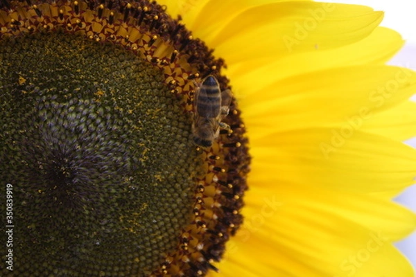 Obraz Bee on a sunflower