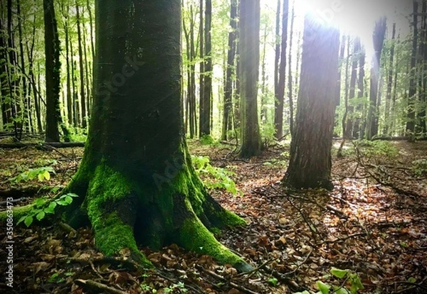 Obraz Las w słońcu