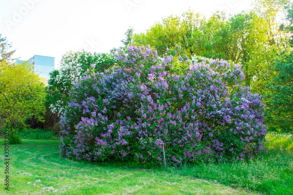 Obraz Blossom lilac flowers in spring. Spring blooming lilac tree flowers. 