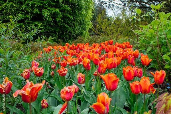 Obraz Blooming spring tulips close-up. Wall mural from flowers of tulips. The Botanical Garden in Lodz.