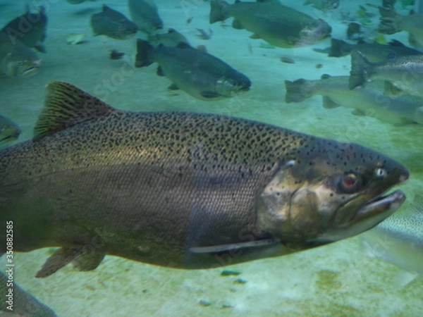 Fototapeta 養殖ニジマス　海で畜養にしてご当地サーモンとして販売 rainbow trout