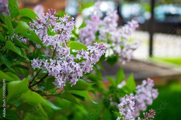 Fototapeta lilac branch on a blurred background
