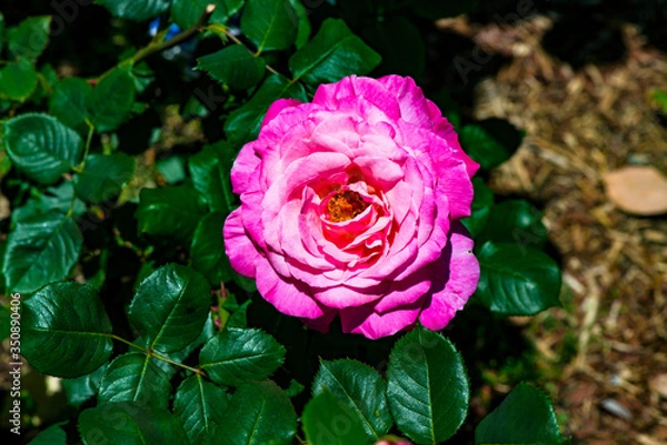 Fototapeta 大神のバラ