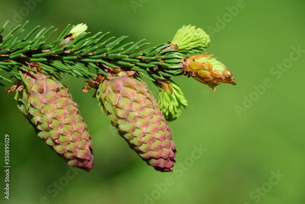 Fototapeta Close-up of a young branch and fresh cones of spruce (picea abies) against a green background in spring