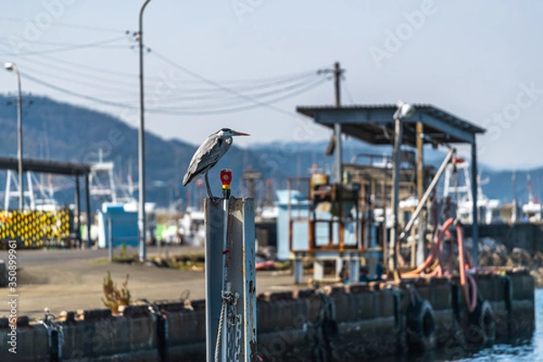 Fototapeta 漁港のアジサシ